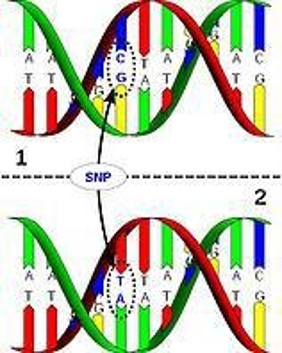 <p>Approximately 0.1% of DNA varies among people, with 80% of that being SNPs from point mutations.</p>