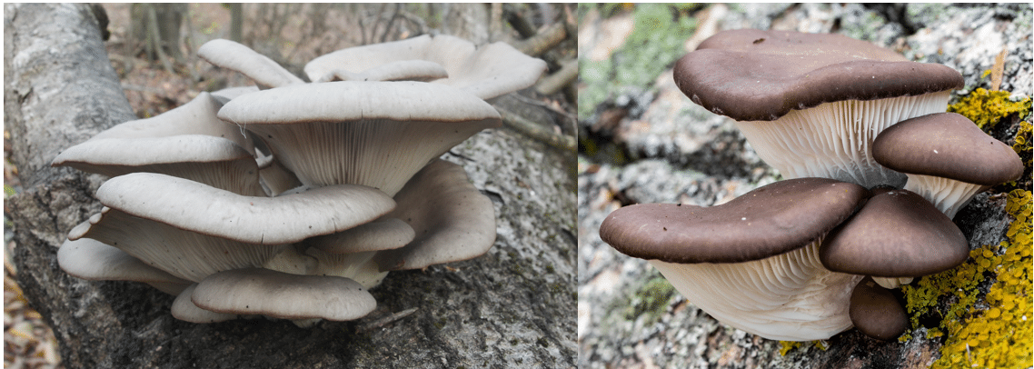 <p>Pleurotus ostreatus</p>