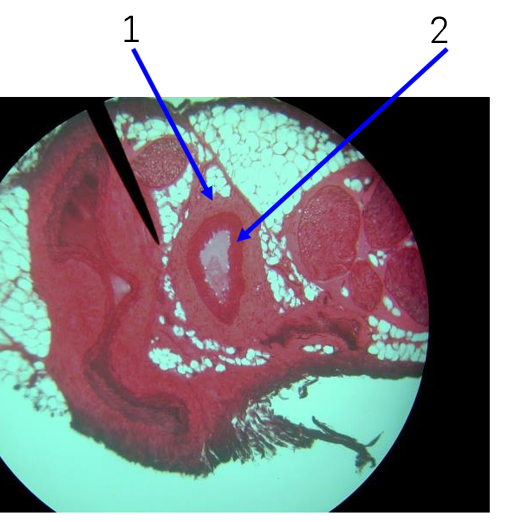 <p>Name number 1</p>