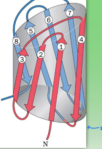 <ul><li><p>super secondary structure</p></li><li><p>2 greek key motifs </p></li><li><p>cylindrical → pairing introduces pore/hole</p></li><li><p>found in memb-bound proteins where hole is needed to allow things to pass thru memb <strong>(transport protein)</strong></p></li></ul><p></p>