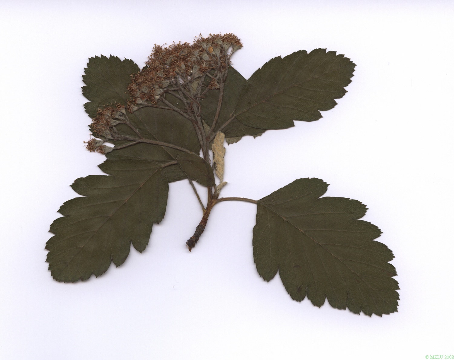 <p>jeřáb prostřední</p>