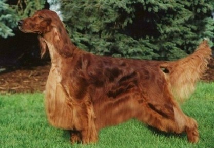<p>Irish Setter</p>