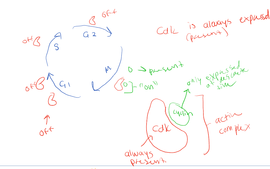 <ul><li><p>switching kinases on/off is </p></li><li><p>concentraction vary over course of cell cycle </p></li><li><p>activated complexes help trigger various cell cycle events </p></li></ul><p></p>