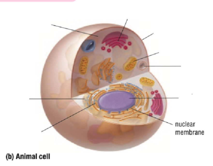 <p>Nuclear Membrane</p>