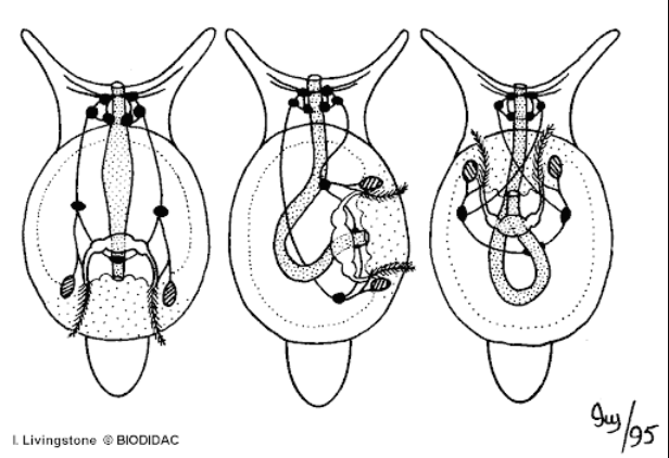 <p>mantle cavity and anus rotate</p><p>results: viscera shift left to right, nerve cords form figure 8</p><p>fouling = anus empties over mouth, sense organs → gill move</p>