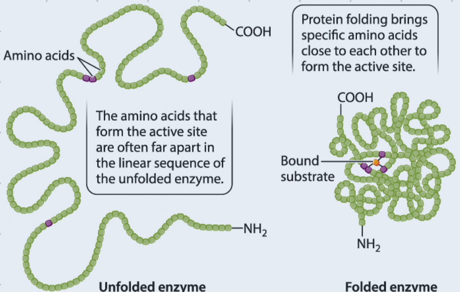 <ul><li><p>enzymes are proteins <span style="font-family: Google Sans, Roboto, arial, sans-serif">consisting of amino acids</span></p></li><li><p><span style="font-family: Google Sans, Roboto, arial, sans-serif">protein folding brings specific amino acids close to each other to form the active site </span></p></li><li><p><span style="font-family: Google Sans, Roboto, arial, sans-serif">active sites are highly specific and only bind certain substrates for certain reactions</span></p><ul><li><p><span style="font-family: Google Sans, Roboto, arial, sans-serif">3D structure of enzyme, determined by its AA sequence, allows it to interact with its specific substrate in a complementary manner</span></p></li></ul></li><li><p>lock-and-key model </p></li><li><p>induced fit model </p></li></ul>