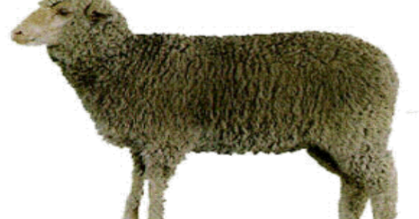 <p>developed by A. D. Jones, Tatum, NM; Rambouillet x Merino, good growth rate and staple length</p>