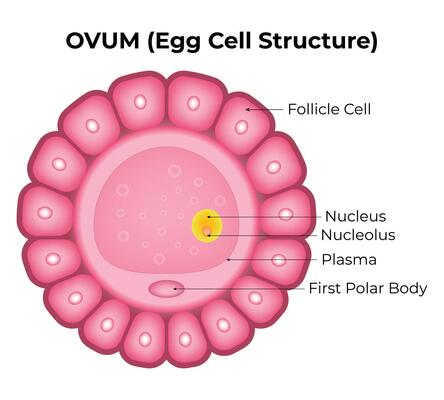 <p>Female sex cells, round, non-motile, nucleus contains yolk, ~1 mm diameter in humans </p>