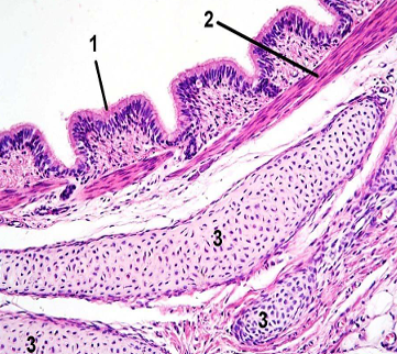 <p>Identify labeled structure</p>