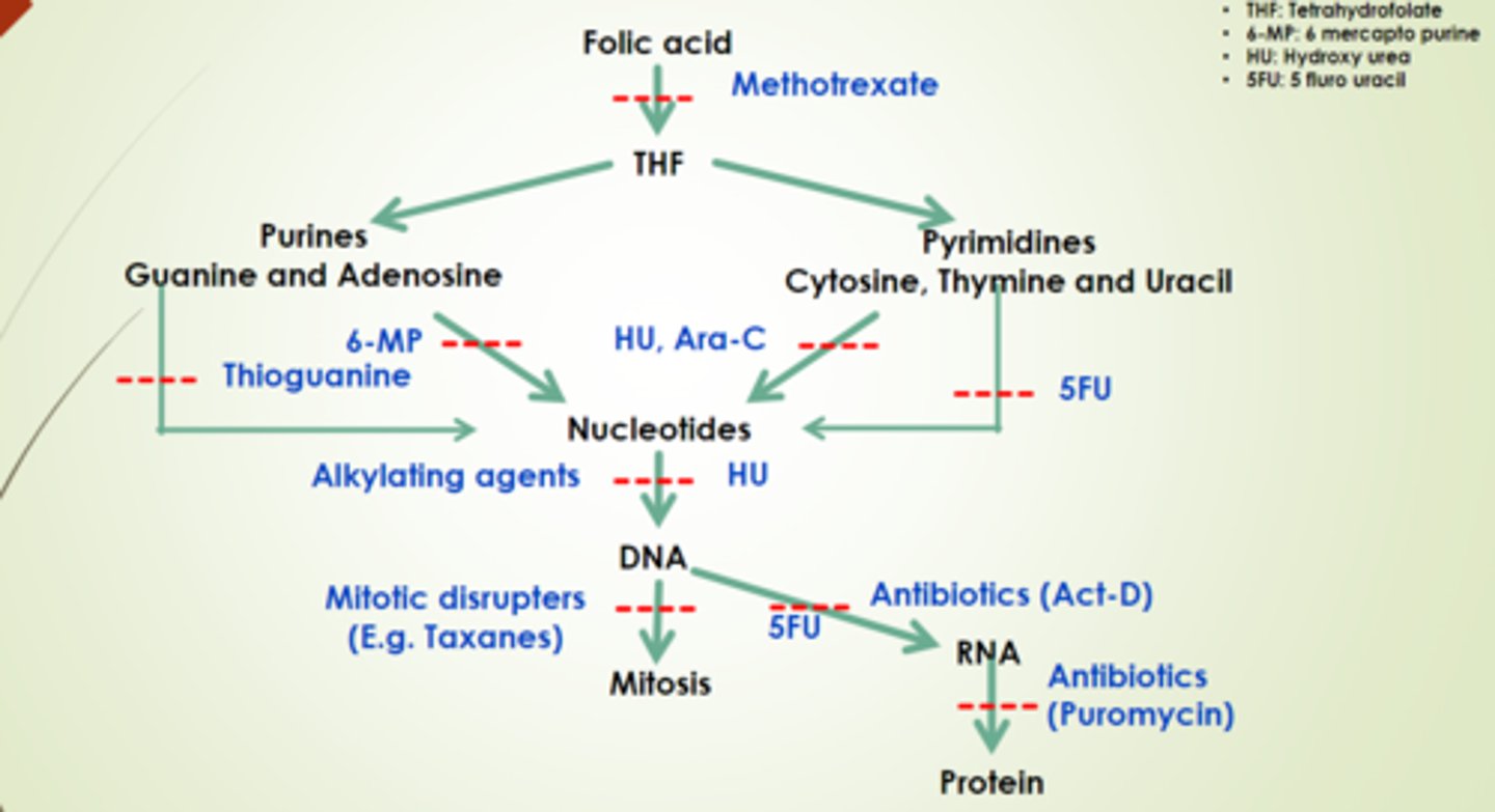 <p>folic acid to THF</p>