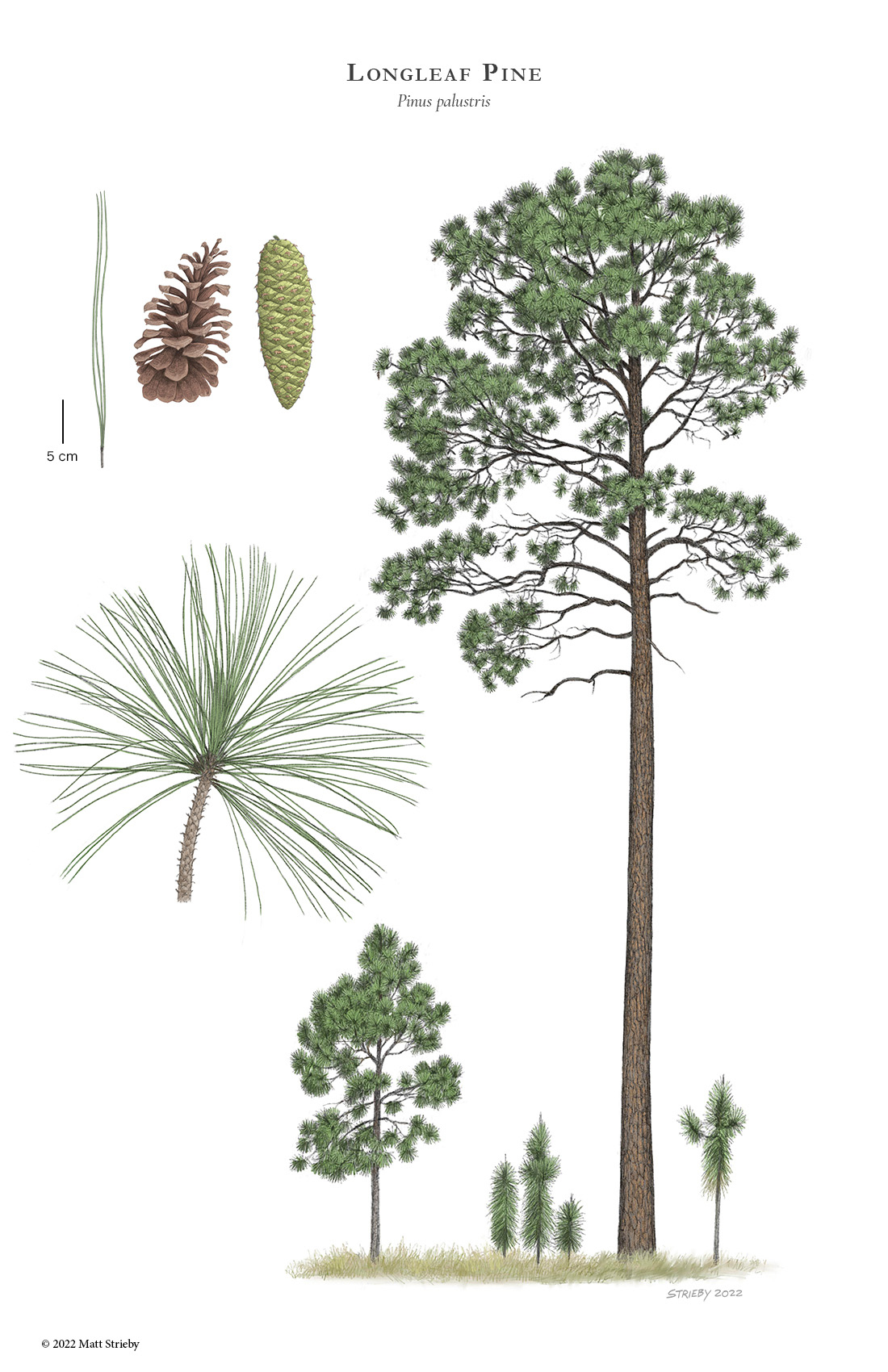 <p><em>Pinus palustris</em> characteristics</p>