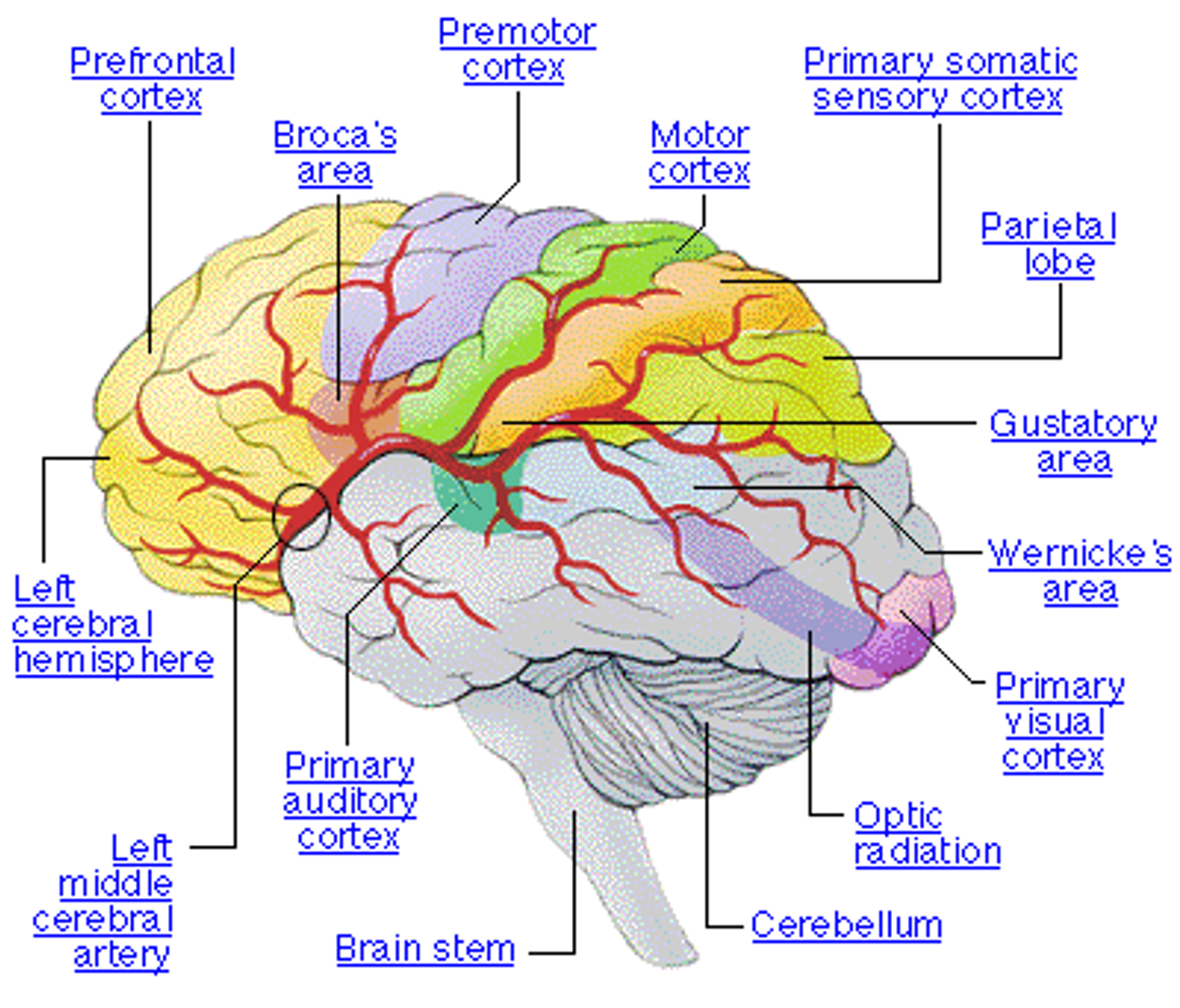 <p><span>•Development of frontal cortex</span></p><p><span>•Enlargement of cortical areas involved with unique human features: &nbsp;</span></p><p><span>manual dexterity</span></p><p><span>speech</span></p><p><span>facial expression</span></p><p></p>