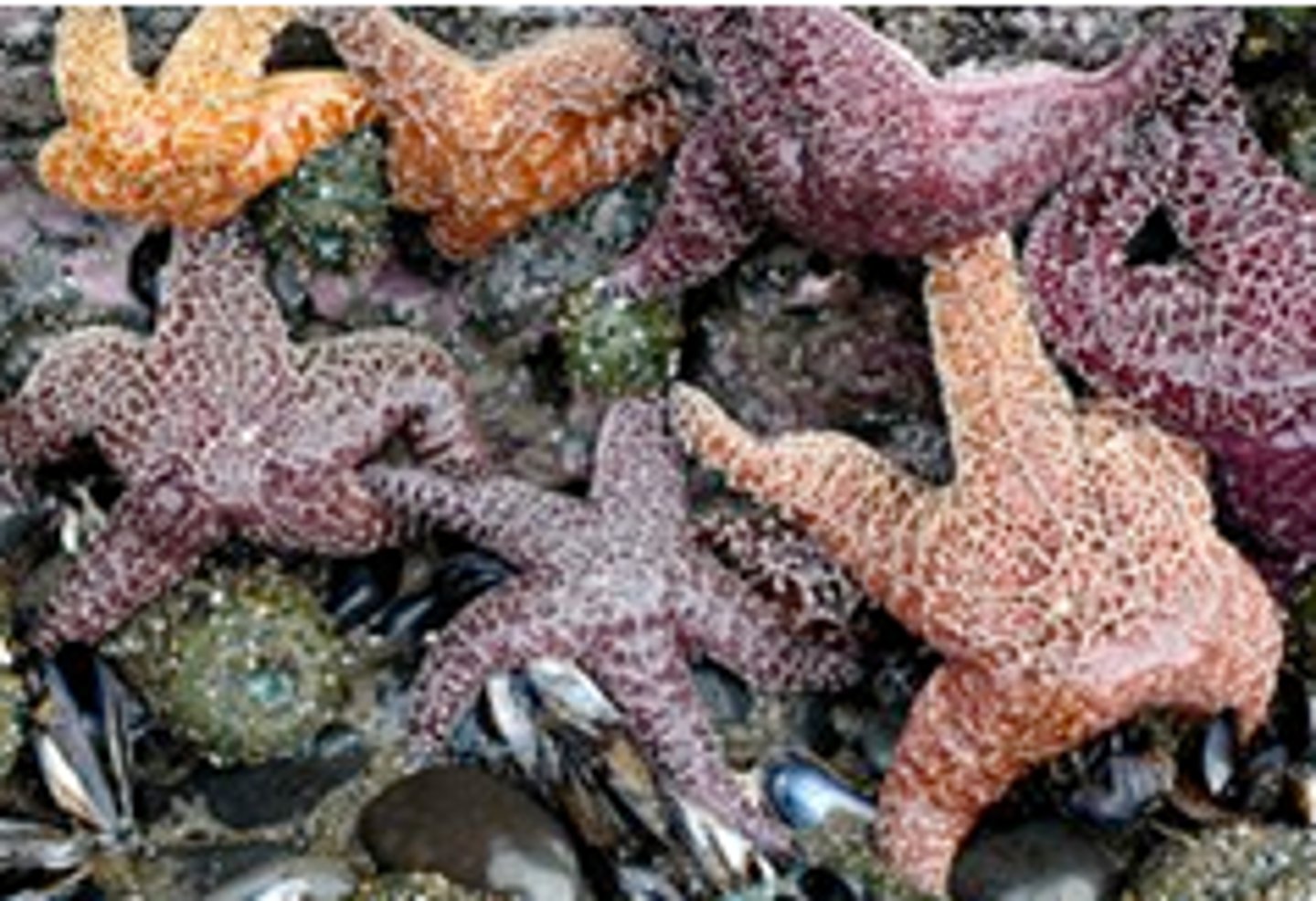 <p>Have body temperature that fluctuates with environment &amp; rely on external conditions to regulate their activity levels.</p><p>Example: Fish, amphibians, reptiles</p>