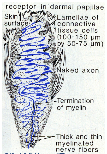 * A common $$encapsulated$$ sensory receptor, $$smaller than Pacinian corpuscles$$
* Oval receptors that contain $$two or three spiralling dendritic ends$$ surrounded by a $$thin cellular capsule$$
* %%They are concentrated in the **DERMAL PAPILLAE** of the *fingertips, lips, palms of the hands, soles of the feet* and other sensitive areas of skin where the ability to detect a **light touch** sensation is important;%%
* They allow the body to recognise __what exact point__ has been touched;
* These smaller corpuscles are about $$150mm long and 75mm wide$$ and consist of $$*loose* stacks of lamellae surrounding **1 or 2 naked fibres**$$;
* Naked nerve endings encapsulated in an end organ
  * Bc closer to skin much better at giving u details abt a more narrow surface area unlike pascian, is also very sensitive to PRESSURE

\
* Knowing where ur dragging ur finger on ur arm without looking is meissners

\
* More so detect movement of objects than pressure, that’s their speciality even though theyre great at pressure

\
* Super good at detecting light touch