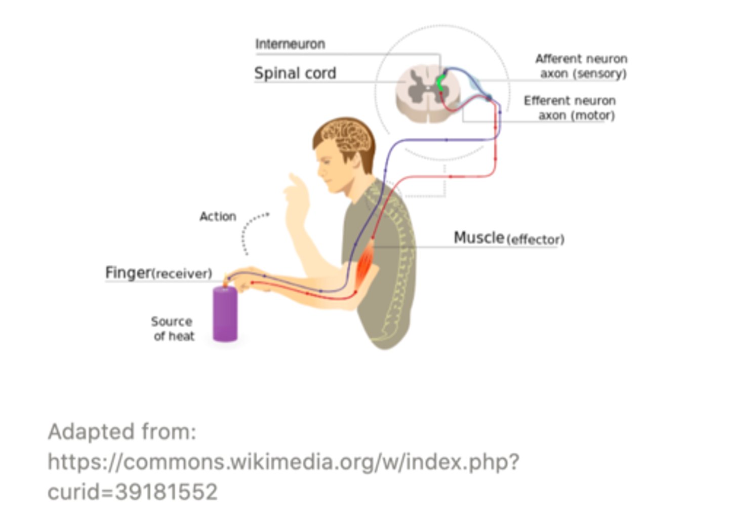 <p>interneurons</p><p>(hence complex reflex)</p>