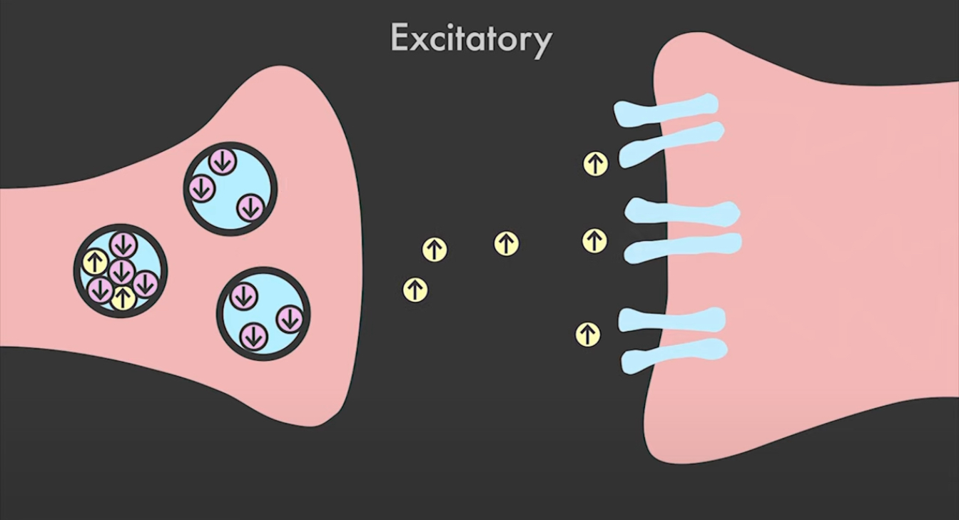 <p>Excitatory Neurontransmitters</p>