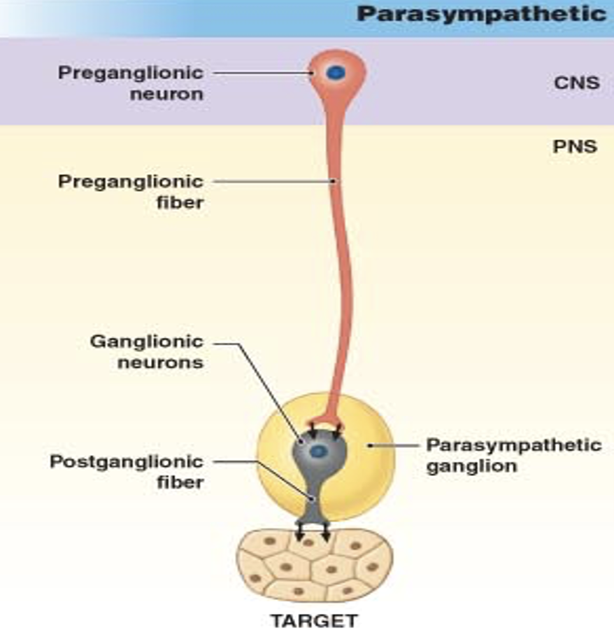<ol><li><p><strong>Preganglionic Neuron:</strong></p><ul><li><p>Releases acetylcholine (ACh) at the ganglion.</p></li><li><p>ACh acts on nicotinic receptors of postganglionic neurons.</p></li></ul></li><li><p><strong>Postganglionic Neuron:</strong></p><ul><li><p>Releases ACh to stimulate the muscarinic receptors of the target organ.</p></li></ul></li><li><p><strong>Muscarinic Receptors:</strong></p><ul><li><p>Different muscarinic receptors are expressed by different target organs.</p></li></ul></li></ol><p></p>