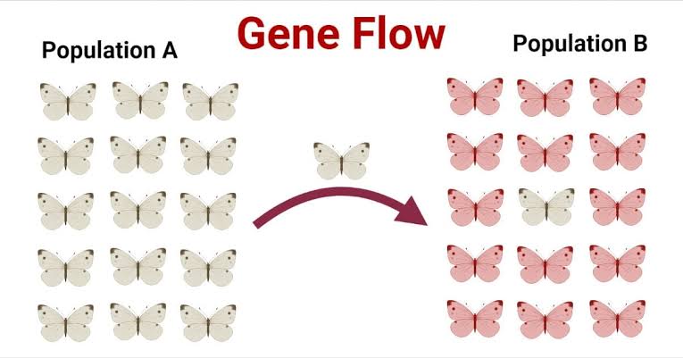 <p>The exchange of alleles due to movement of individuals between populations</p>