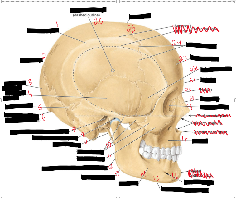 <p>Name the structures.</p>
