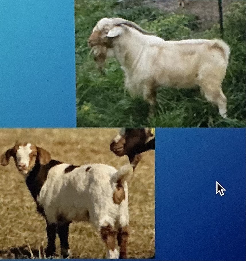 <p>Meat; texas, tennesseccrossed w boer, low maintenance, rapid growth</p>