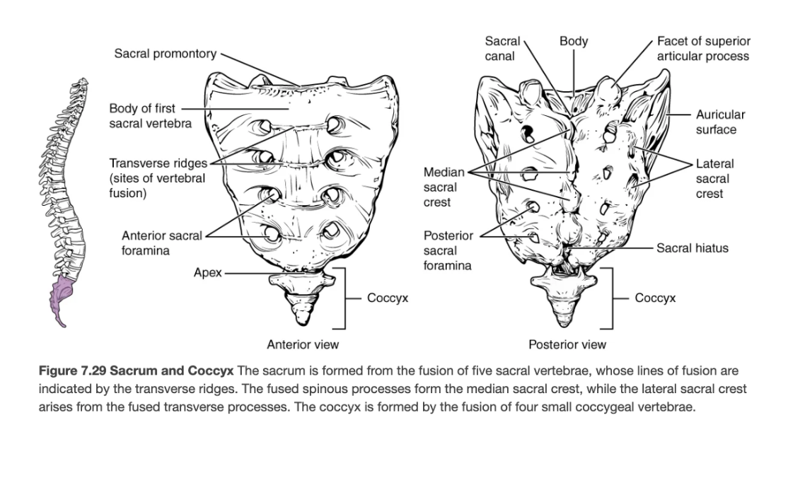 <p>Vestigial tailbone of 3–5 fused vertebrae.</p>
