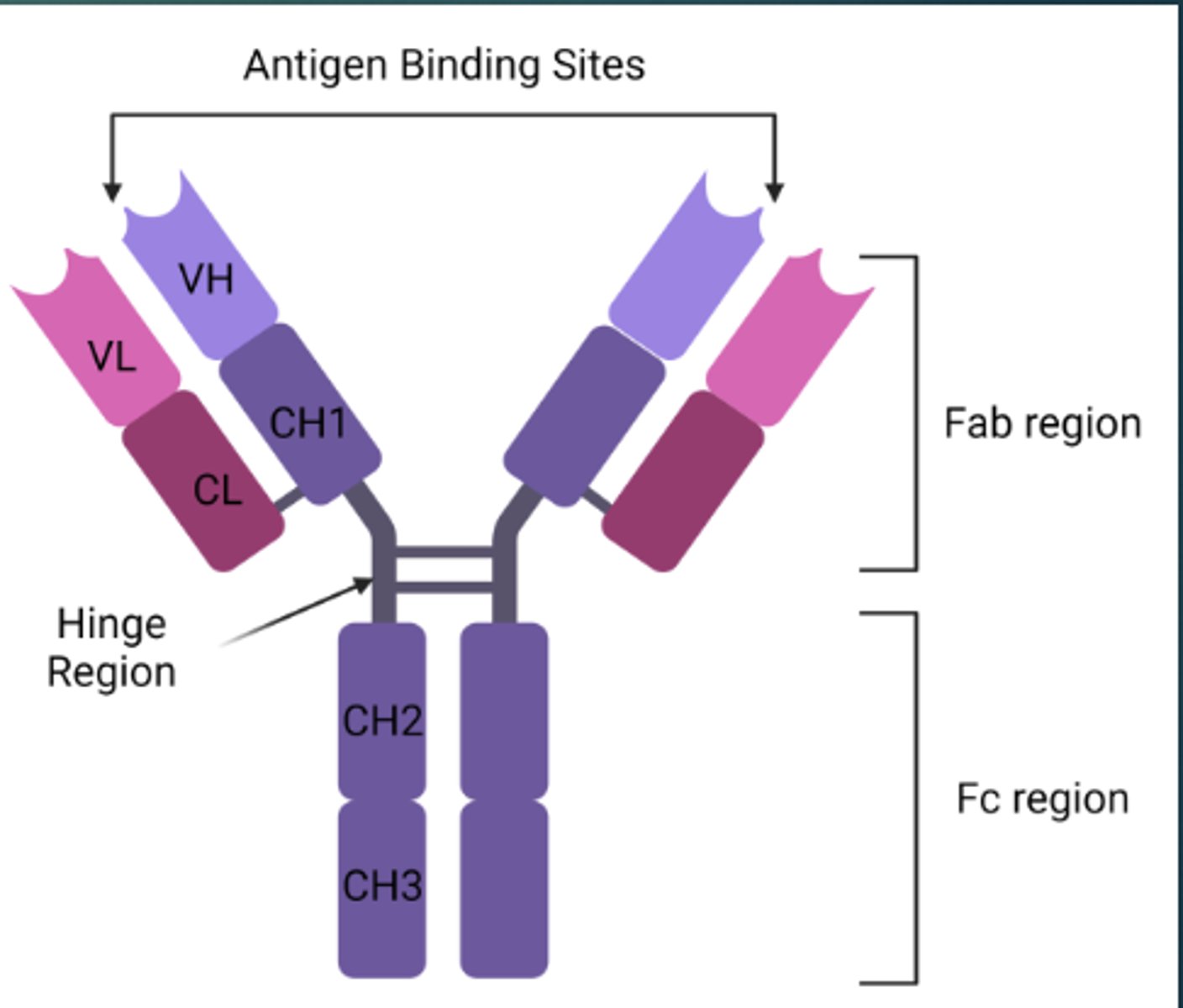 <p>It allows the two antigen binding sites to move</p>