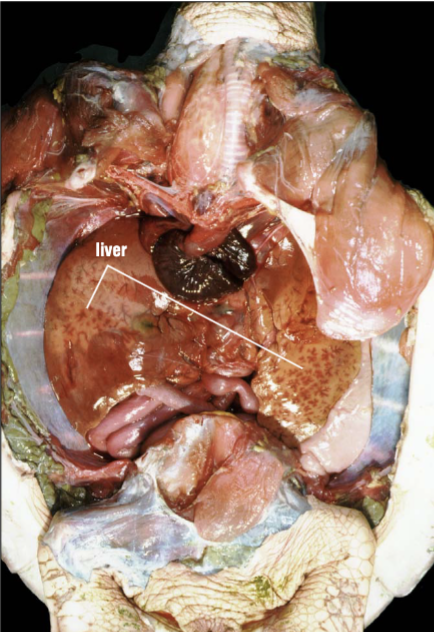 <p>The right lobe is larger, and the liver is on each side of the heart.</p>