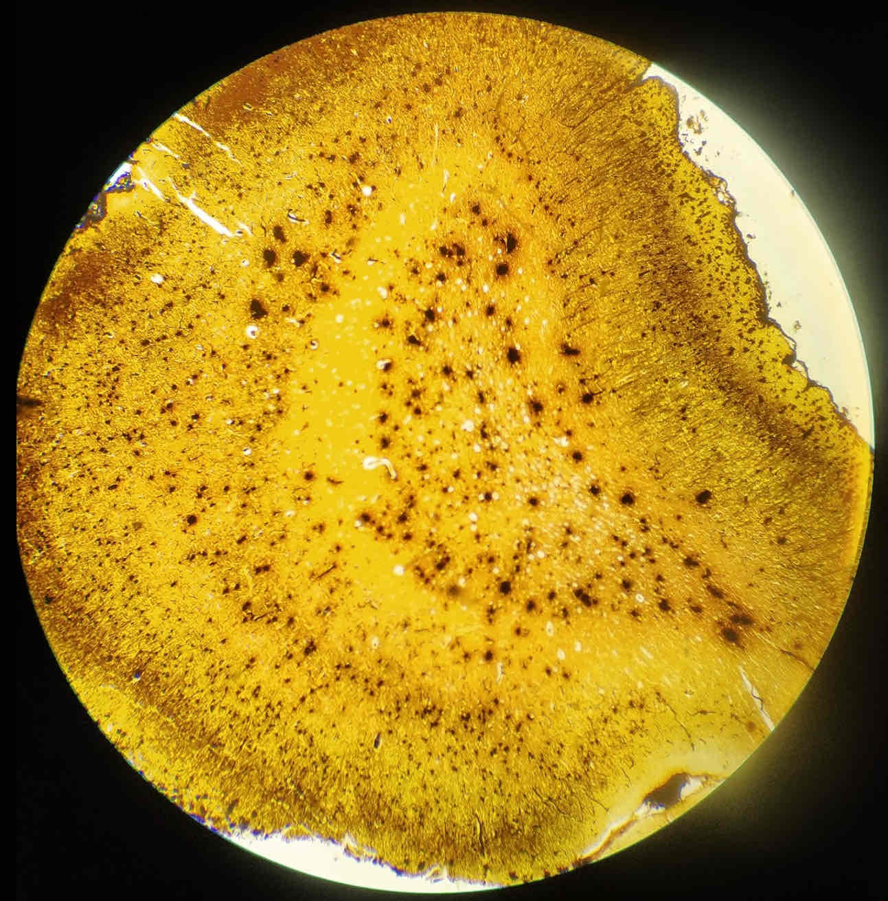term image