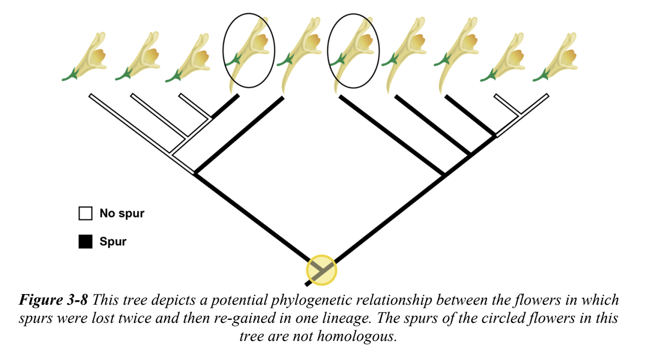 <p>The phenomenon in which an ancestral trait was lost and then re-evolved along a lineage</p>