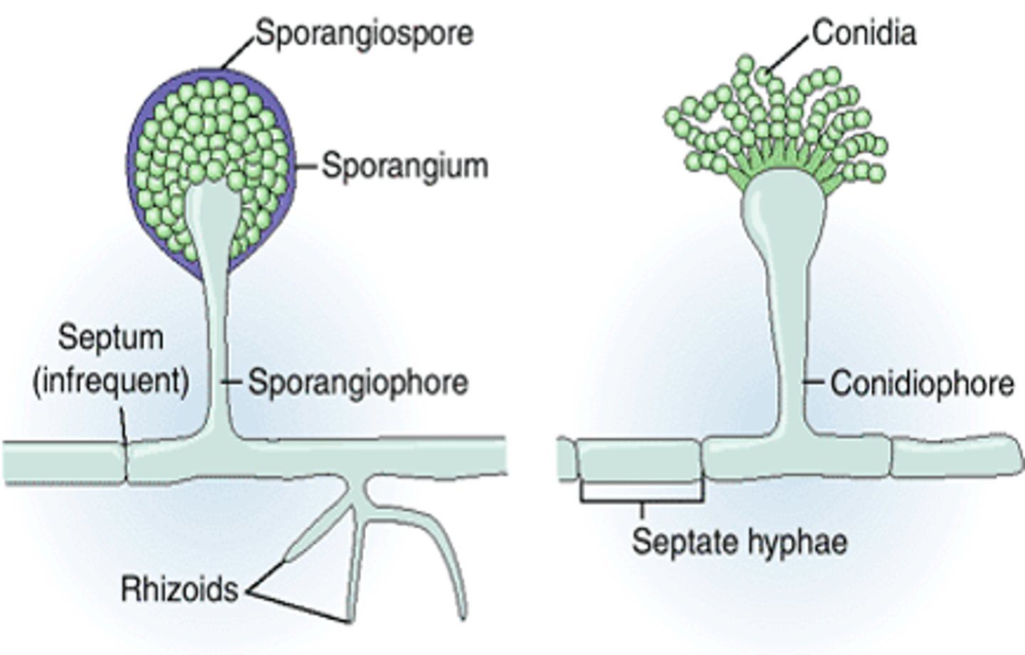 <p>stalks that support either sporangia or conidia</p>