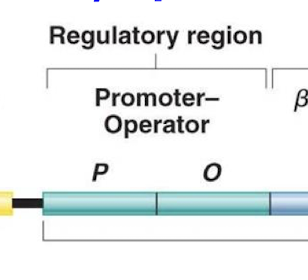 <p>The operator (usually positioned within the promoter). In the case of the lac operon, the repressor prevents gene transcription by binding to the operator and blocking RNA polymerase.</p>