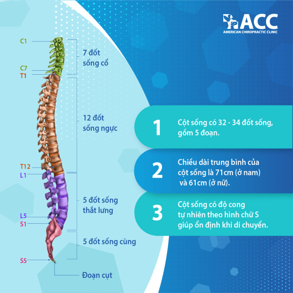 <p><span>Cervical vertebrae (7): Các đốt sống cổ.</span><br><span>+ Atlas: Đốt đội C1 (allow the head to nod)</span><br><span>+ Axis: Đốt trục C2 (allow the head to turn)</span></p><p><span>Thoracic vertebrae (12): Các đ.s ngực</span></p><p><span>Lumbar vertebrae (5): </span>Các đ.s thắt lưng</p><p><span>Sacrum (5): Xương cùng → Fused vertebrae</span></p><p><span>Coccyx (4): Xương cụt → </span>Fused vertebrae</p>