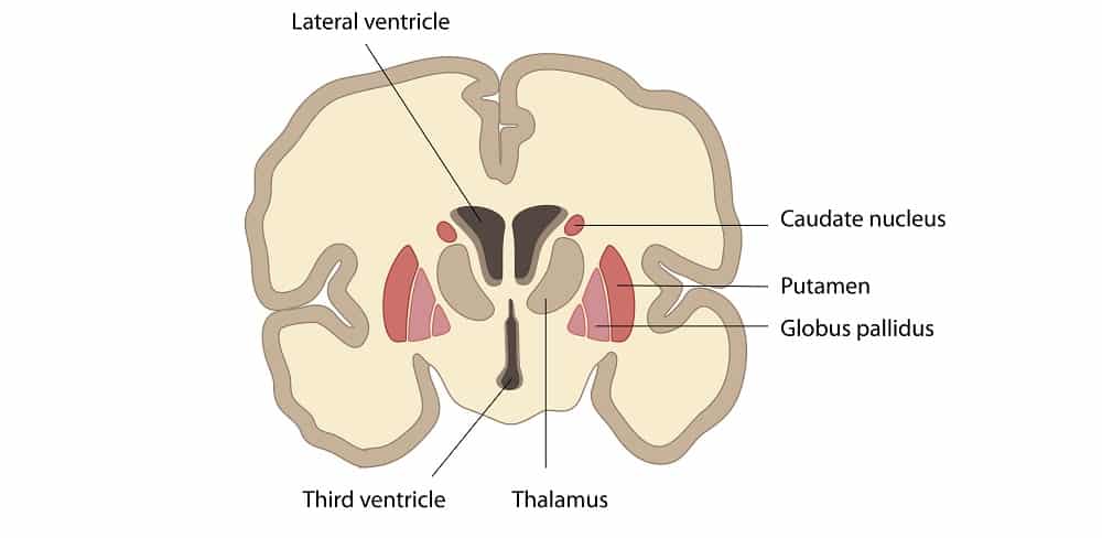 <p>these structures make the…</p>