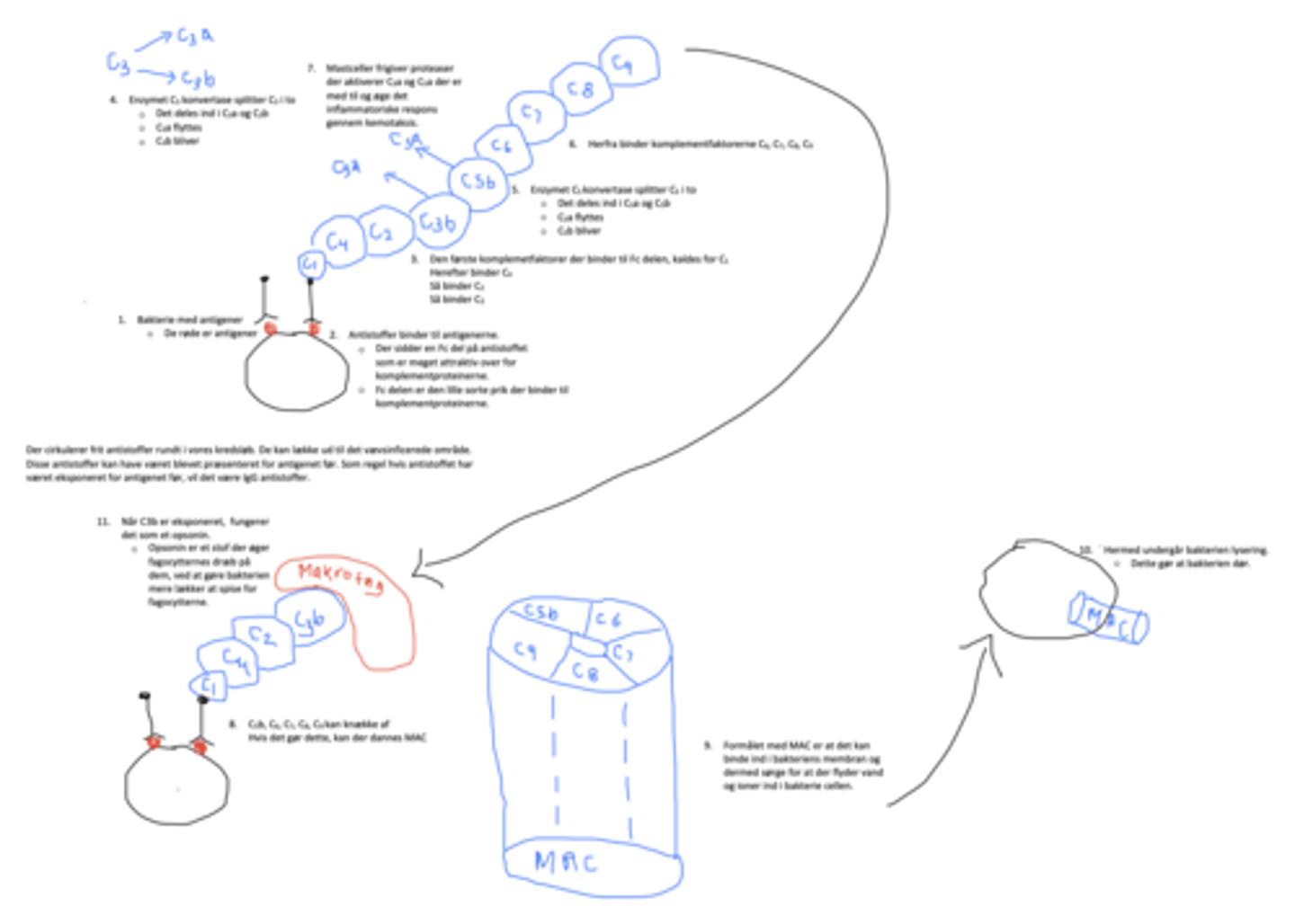 <p>1. Antigen induceret</p><p>2. C1 binder til bakterier der har antigener på overfladen</p><p>3. C1 binder til Fc delen af antistoffet</p><p>4. C1⮕ C4⮕ C2 ⮕C3b⮕C5b⮕C6⮕C7⮕C8⮕C9</p><p>5. Mastceller aktiverer proteaser der aktiverer C3a og C5a der vil øge det inflammatoriske respons.</p><p>6. C5b- C9 knækker af og danner MAC, der kan binde til bakteriernes cellemembran og inducere lysering.</p>