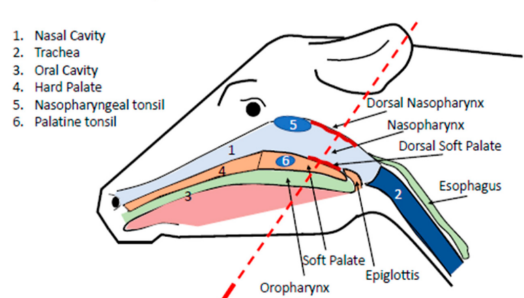 <ul><li><p>Carries food from the mouth to the stomach</p><ul><li><p>Opening is<strong> dorsal</strong> to the larynx</p></li></ul></li><li><p>Secretes<strong> some</strong> mucus</p></li><li><p>Food is moved toward the stomach via <strong>peristalis</strong></p></li></ul><p></p>