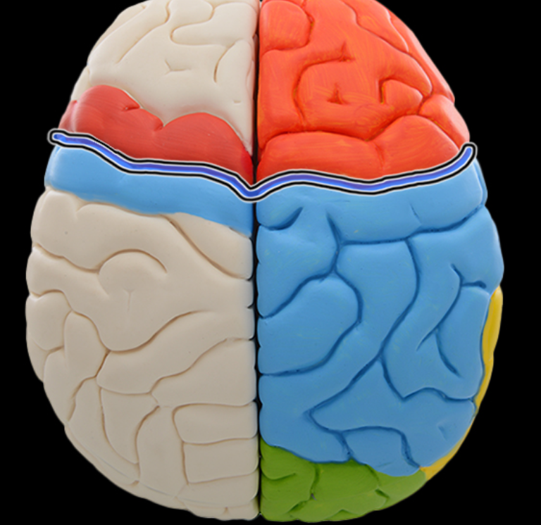 <p>Central sulcus</p>