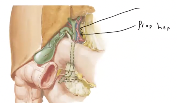 <p>which vein is indicated by the arrow?</p>