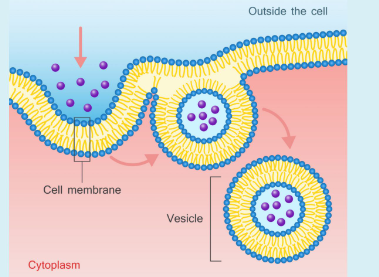 <p>Taking in of matter by a living cell</p>