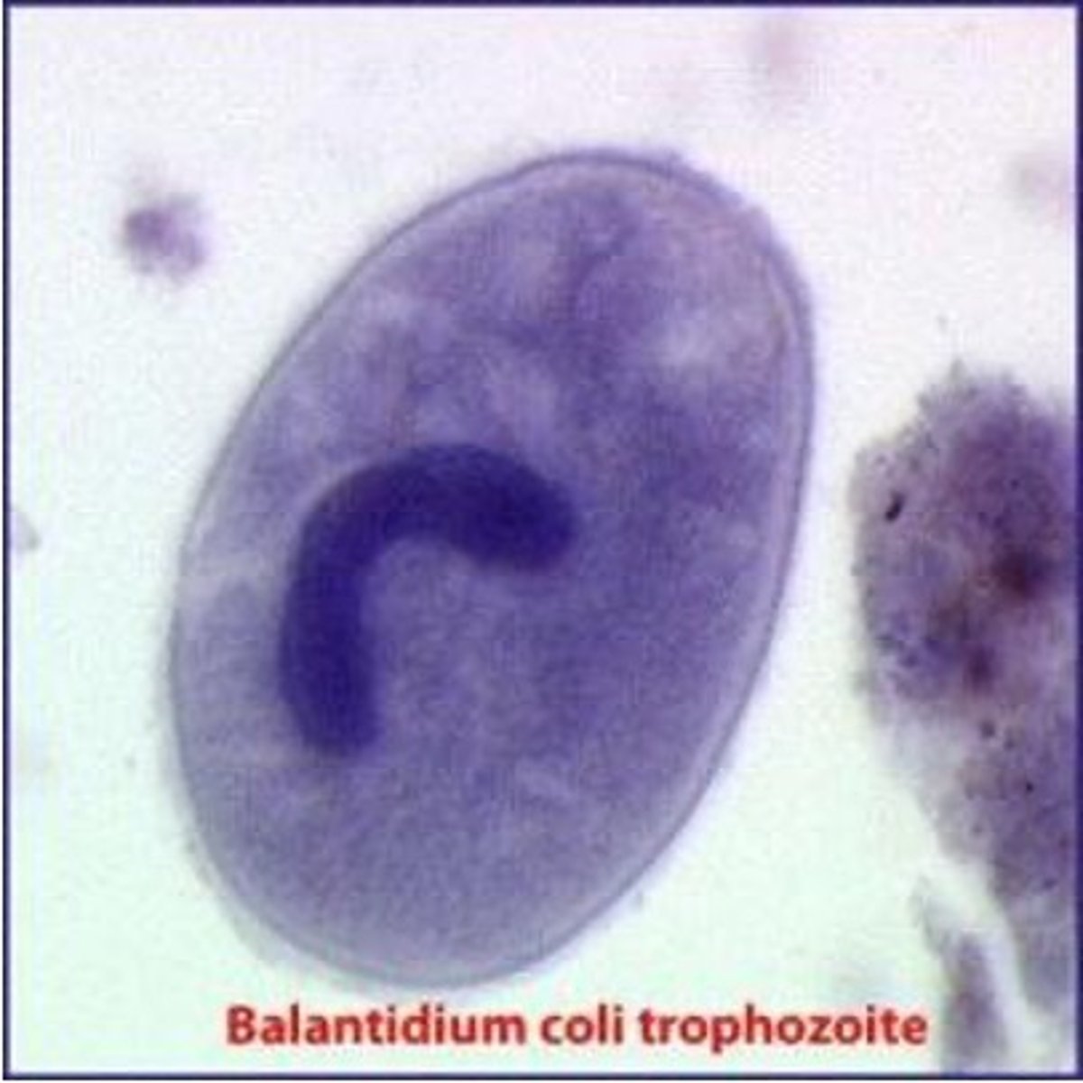 <p>has cilia, peritrichous (all around), is round and has horseshoe shaped nucleus</p>