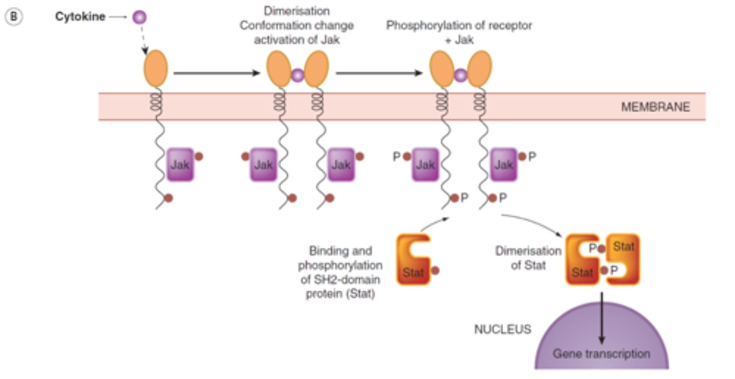 <p>- signaling molecule bind to receptor and the recptors dimerize (get close togther)<br>-bc of this cell is partially activated so it will autophosphorylate<br>- now it will be fully actiovated after autophorylation and will start a chain reaction to get a cellular response<br><br>* if u want to stop u will use phosphotase</p>