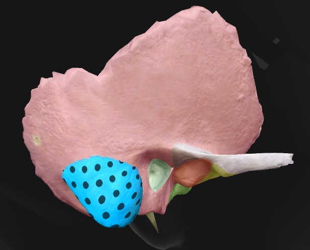term image