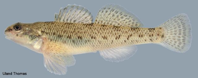 <p>Johnny Darter; tan body marked with X- or Y-shaped dark blotches along sides.</p>