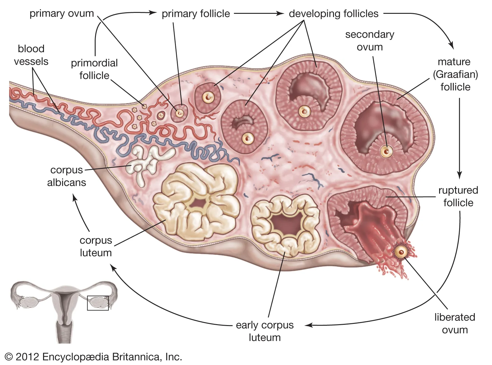 <ol><li><p>follicles begin to grow and mature under the influence of FSH</p></li><li><p>as follicles develop they release estrogen which causes a decrease in FSH secretion </p></li><li><p>day 13 elevated estrogen levels cause a release of GnRH</p></li><li><p>this triggers a spike in LH and FSH that results in the expulsion of the secondary oocyte on day 14(ovulation)</p></li></ol>