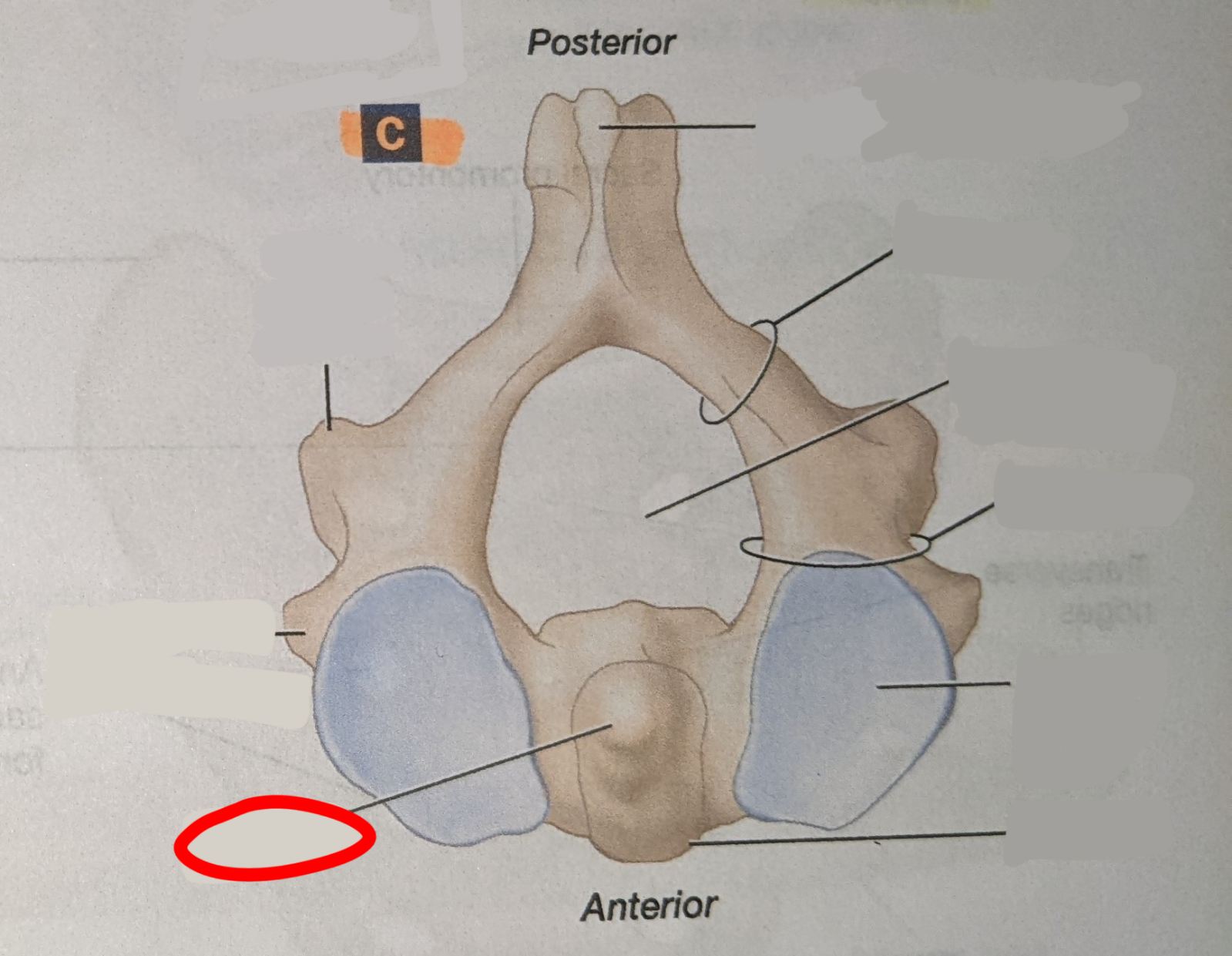 knowt flashcard image