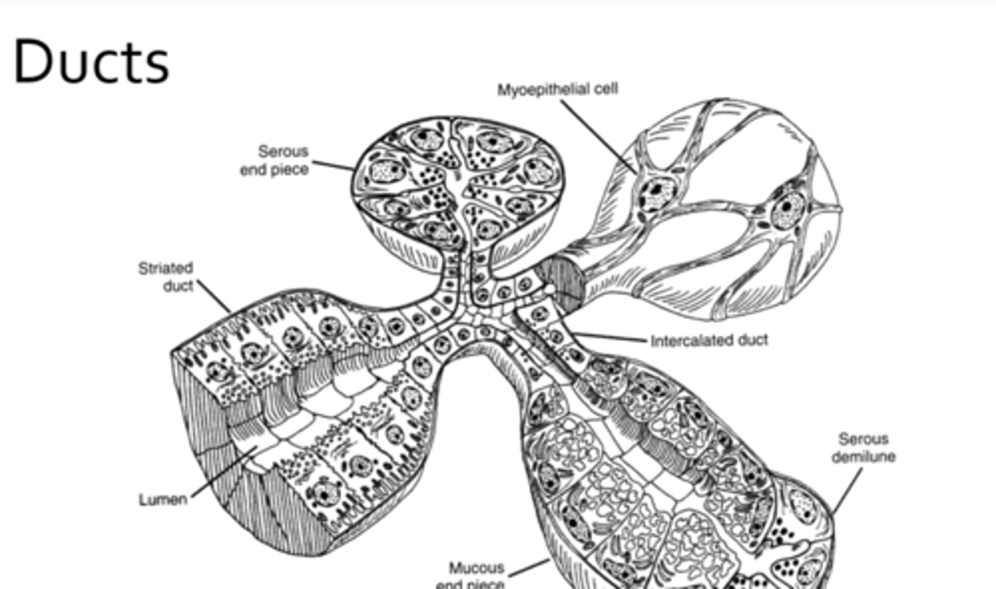 <p>primary</p><p>squamous</p><p>myoepithelial</p><p>lysozyme</p><p>lactoferrin</p>