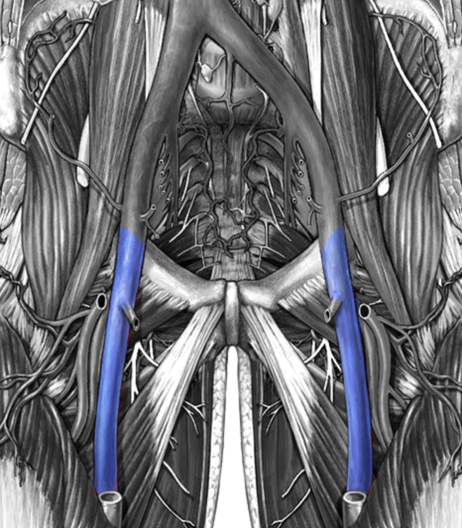 <p>Which veins:</p><ul><li><p>Extends inferiorly from external iliac vein</p></li><li><p>In upper thigh and groin region</p></li></ul><p></p>