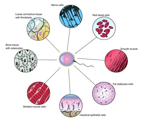 a cell that performs a specific function in a multi-cellular
organism