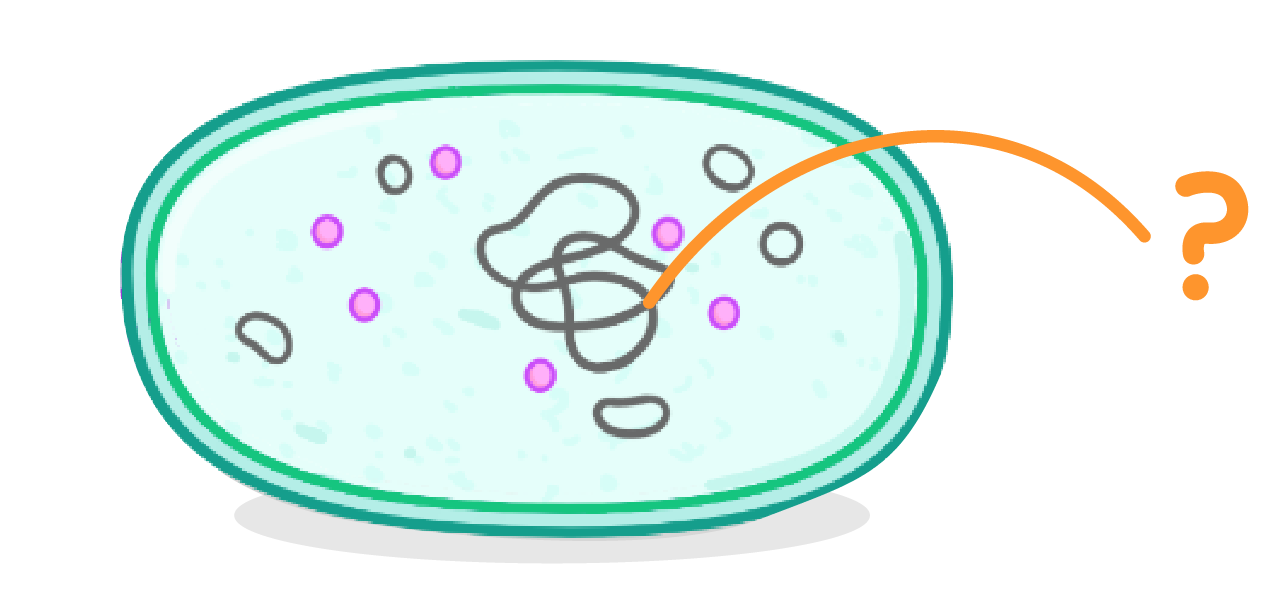 <p>What sub-cellular structure is indicated above?</p>