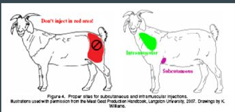 <ul><li><p>Subcutaneous injection (SQ) </p><ul><li><p>behind the elbow </p></li></ul></li><li><p>Intramuscular injection (IM) </p><ul><li><p>neck muscle </p></li><li><p>alt semiten/semimem </p></li></ul></li><li><p>Intravascular injection (IV) </p><ul><li><p>jugular vein </p></li></ul></li><li><p>ALWAYS ASPIRATE </p></li></ul>