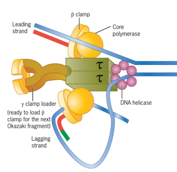 <ul><li><p>synthesize successive fragments of <u>lagging strand</u></p></li><li><p>held to DNA by <strong>β clamp</strong> as it moves along template strand and synthesizes complementary strand</p></li><li><p>after completion of 1 Okazaki fragment, it disengages from β clamp</p></li><li><p>cycles to recently assembled clamp “waiting” at upstream RNA primer–DNA template junction, forms another Okazaki fragment</p></li><li><p>original β clamp left behind for period on finished Okazaki fragment, eventually disassembled and reutilized</p></li></ul><p></p>